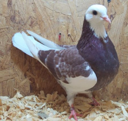 Red Check Baldy Type Hen 360